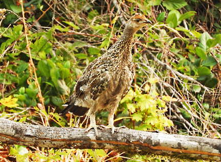 ruffed grouse 3 graphic